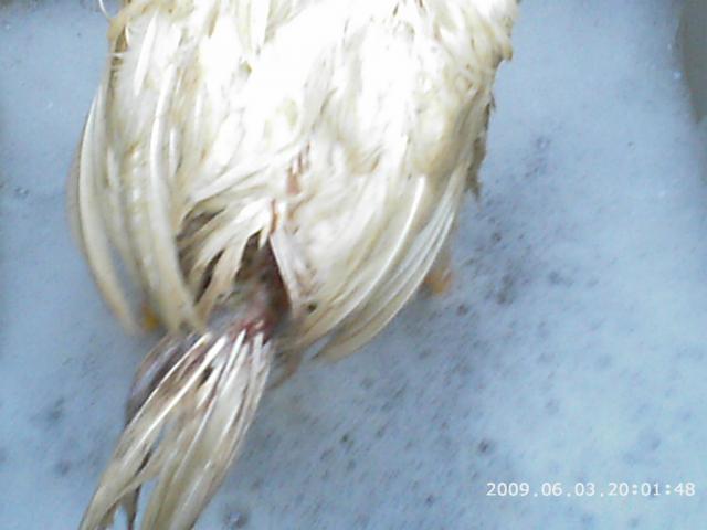 33312_chicken_help_004.jpg