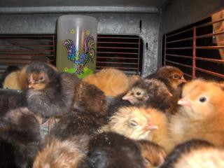 33315_2-20_hatch.jpg