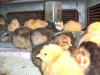 33315_chicks_2-21-10.jpg