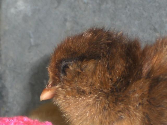 33315_hpim0868.jpg