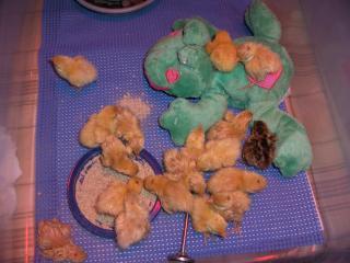 33315_hpim0959.jpg