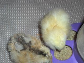 33315_hpim0978.jpg