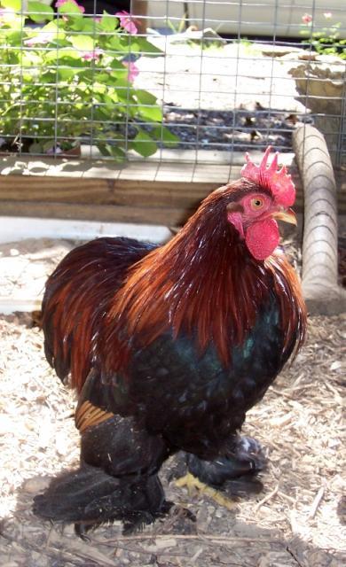 33322_opie-roo.jpg