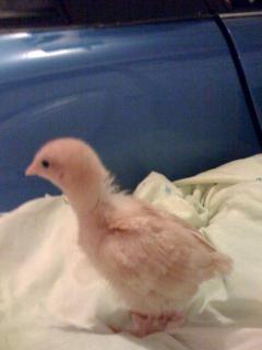 33375_goldchick.jpg