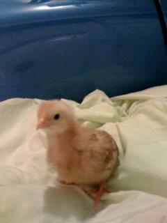 33375_nhchick.jpg