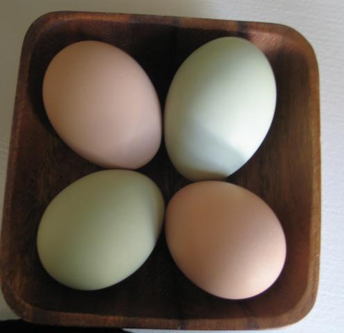 33387_1st4eggday1jpg.jpg