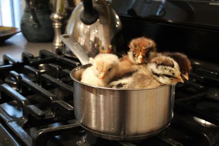 33396_a-chicken-in-every-pot.jpg