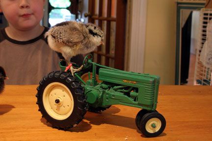 33396_chicken-tractor.jpg