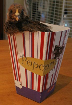 33396_popcorn-chicken.jpg