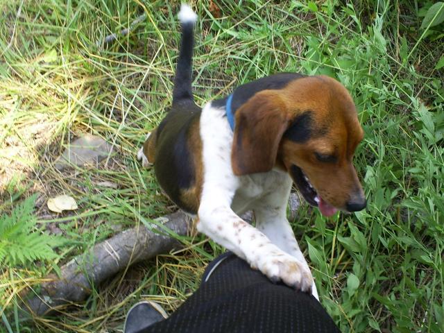 33429_beagles_051.jpg