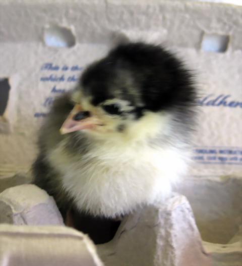 33445_carton_chick.jpg
