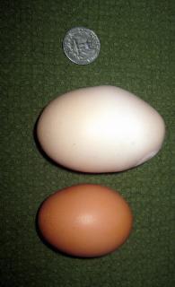 33445_huge_egg.jpg