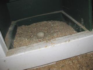 33445_nest_box.jpg