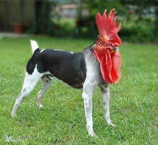 33447_chicken_dog.jpg