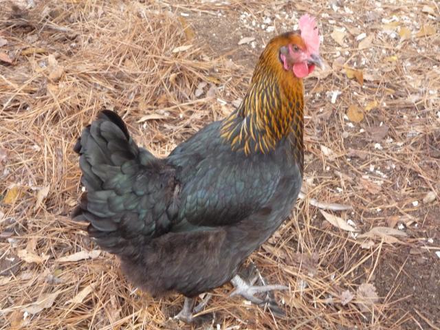 33447_copper_hen.jpg