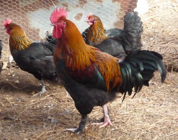 33447_copper_roo_hens.jpg