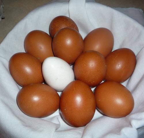 33447_eggs-cuckoos.jpg