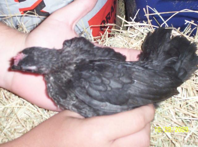 33487_pic_3.jpg