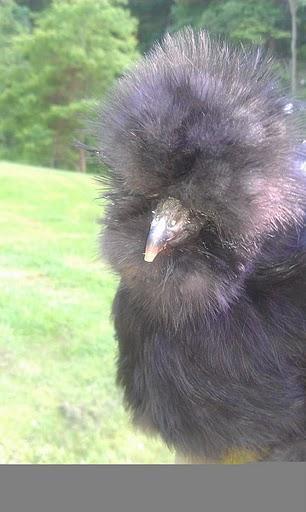 33499_black_silkie_hen.jpg