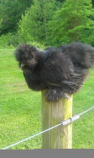 33499_black_silkie_hen_body.jpg