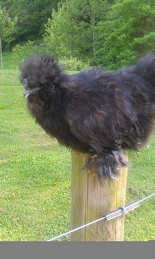 33499_black_silkie_roo_body.jpg