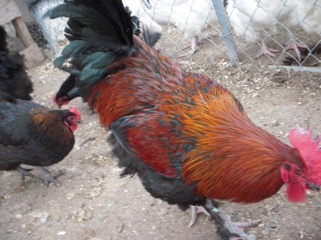 33539_dscn0013.jpg
