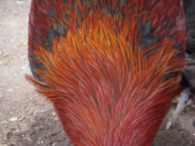 33539_dscn0027.jpg