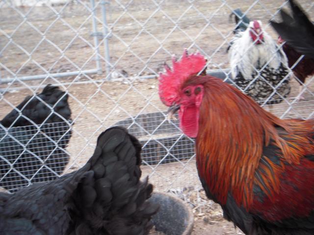 33539_dscn0065.jpg