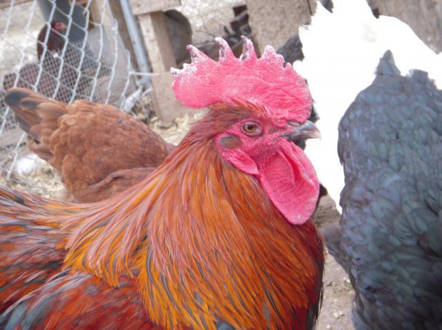 33539_dscn0100.jpg