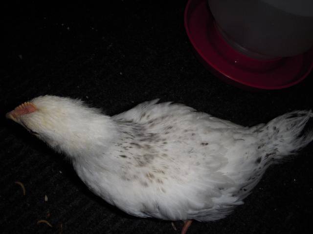 33539_dscn3406.jpg