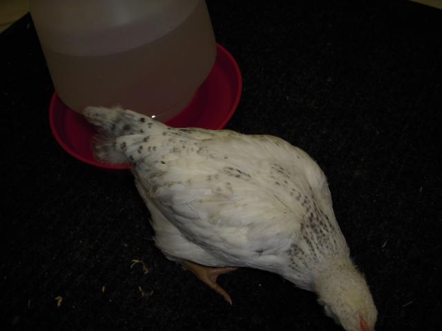 33539_dscn3439.jpg