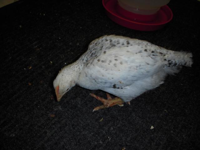 33539_dscn3448.jpg