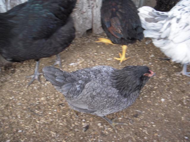 33539_dscn3679.jpg
