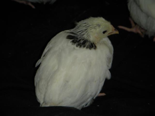 33539_dscn4045.jpg