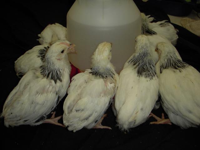 33539_dscn4054.jpg