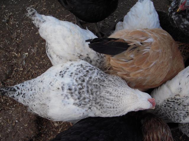 33539_dscn4305.jpg