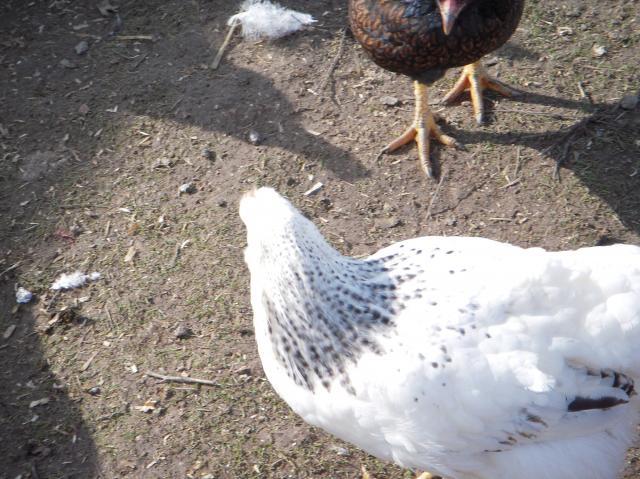 33539_dscn4336.jpg