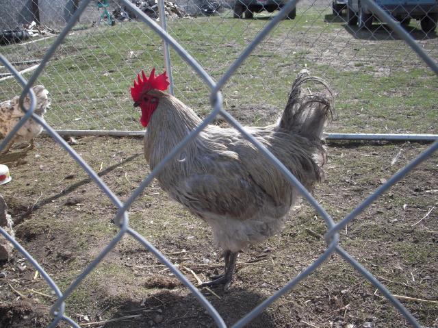 33539_dscn4685.jpg