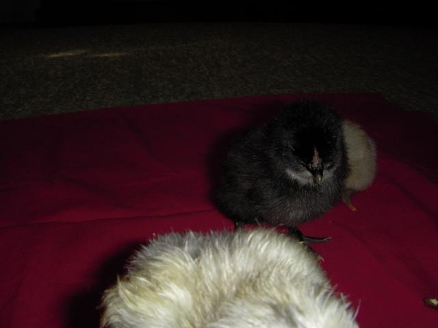 33539_dscn4865.jpg