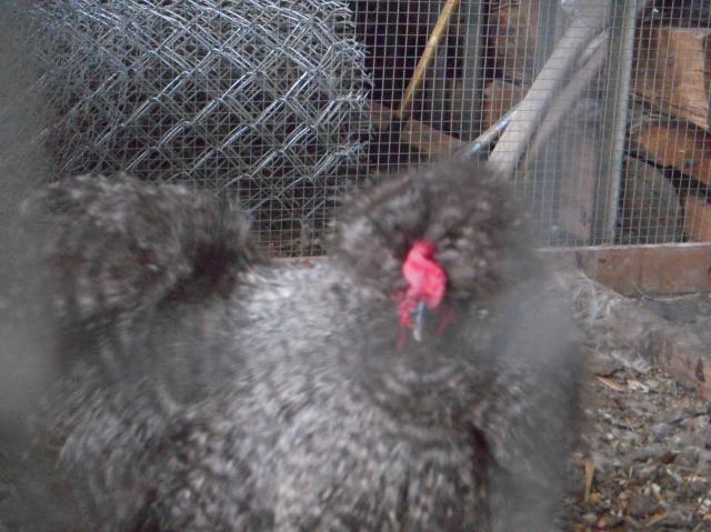 33539_dscn6104.jpg
