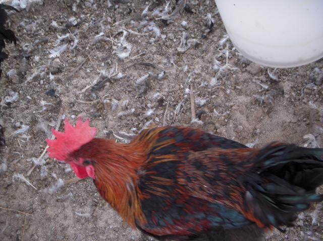 33539_dscn9633.jpg