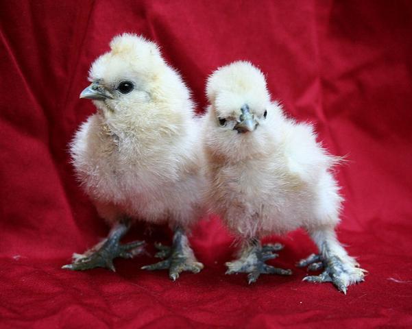 33542_mountainstopsilkiechicks2.jpg