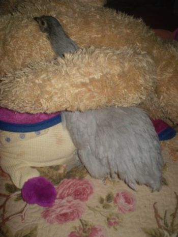 33557_pc1700081.jpg