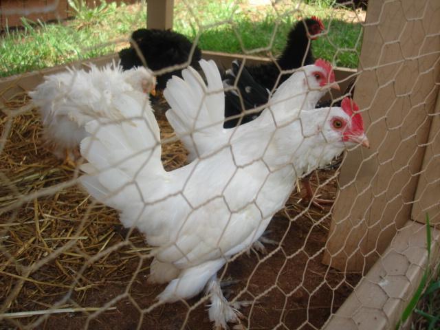 33590_chickens_007.jpg