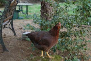 33667_ducky_18_weeks.jpg