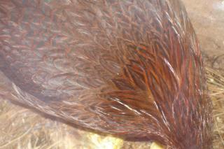 33667_duckys_feathers.jpg