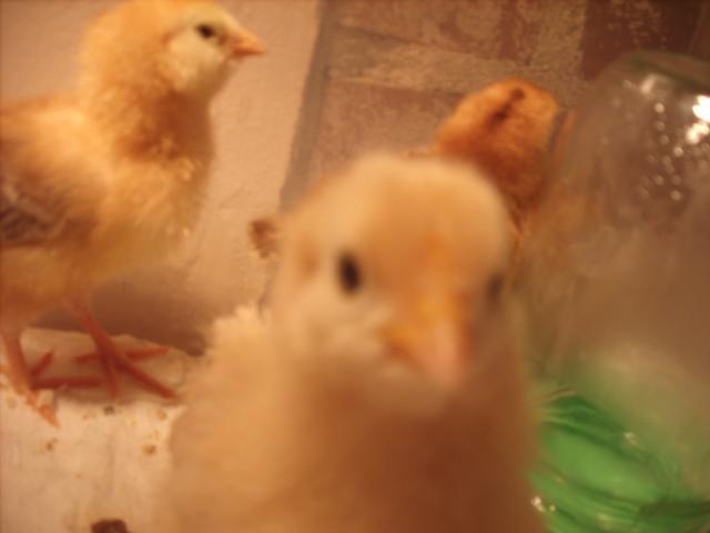 33675_chicksss_007.jpg