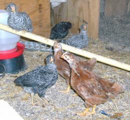 33690_peeps_1.jpg
