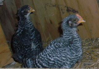 33690_peeps_2.jpg