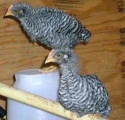33690_peeps_3.jpg